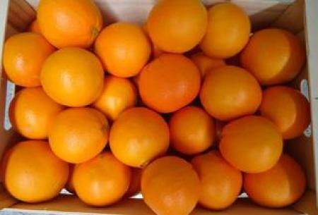 Naranjas navel-lane