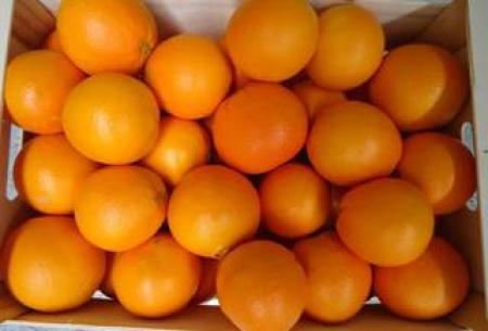 Naranjas navel-lane Naranjas navel-lane