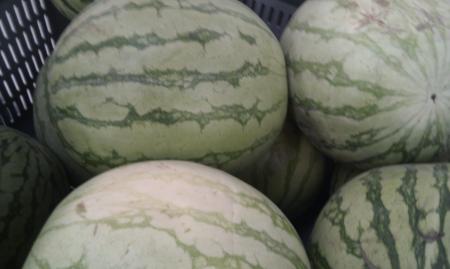 Sandia blanca sin pepitas Sandia blanca sin pepitas