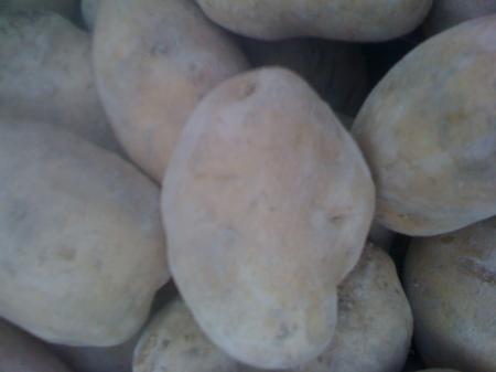 Patatas Kenebec